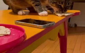 Cat Steals Food From Plate And Runs Away With It - Animals - VIDEOTIME.COM