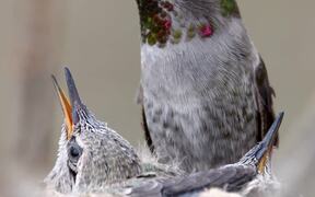 Anna's Hummingbird Feeding Her Baby Chicks - Animals - VIDEOTIME.COM
