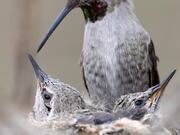 Anna's Hummingbird Feeding Her Baby Chicks