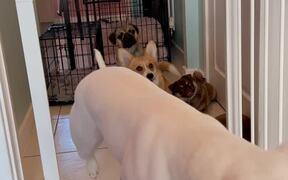 The 'Dog Pack Gate Challenge' Is The Cutest - Animals - VIDEOTIME.COM