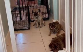 The 'Dog Pack Gate Challenge' Is The Cutest - Animals - VIDEOTIME.COM
