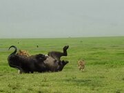 Amazing Footage of Lions Taking Down a Buffalo