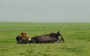 Amazing Footage of Lions Taking Down a Buffalo