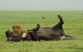 Amazing Footage of Lions Taking Down a Buffalo - Animals - VIDEOTIME.COM