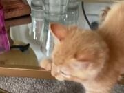 Cat Has Understandable Reaction To Seeing Himself
