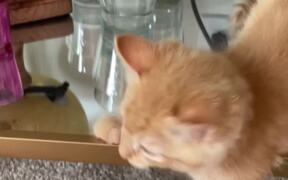 Cat Has Understandable Reaction To Seeing Himself - Animals - VIDEOTIME.COM