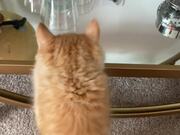 Cat Has Understandable Reaction To Seeing Himself