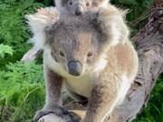 Extremely Adorable Mom And Baby Koala
