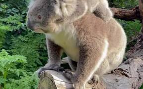 Extremely Adorable Mom And Baby Koala