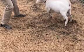 Competitive Goat Stands Up On Its Hind Legs - Animals - VIDEOTIME.COM