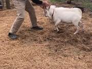 Competitive Goat Stands Up On Its Hind Legs