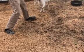 Competitive Goat Stands Up On Its Hind Legs - Animals - VIDEOTIME.COM