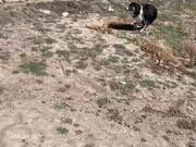 Dog Runs Head-first Into A Brick Wall
