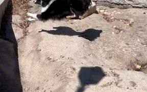Dog Runs Head-first Into A Brick Wall - Animals - VIDEOTIME.COM