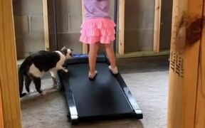 Cat Walks on Treadmill with Little Girl