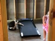 Cat Walks on Treadmill with Little Girl