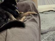 Playful Kitten Tries Hard To Get Dog's Attention