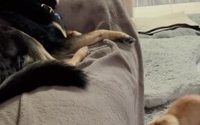 Playful Kitten Tries Hard To Get Dog's Attention - Animals - VIDEOTIME.COM