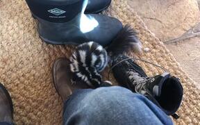 Skunk Finds Its Way Inside House and Explores Room