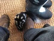 Skunk Finds Its Way Inside House and Explores Room