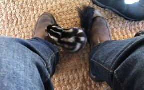 Skunk Finds Its Way Inside House and Explores Room - Animals - VIDEOTIME.COM