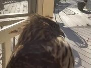 Person Rescues Hawk Stuck Inside Her Patio