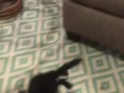 Rabbit Does Zoomies After Wearing Spider Costume