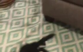 Rabbit Does Zoomies After Wearing Spider Costume - Animals - VIDEOTIME.COM
