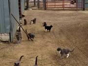 Kittens Come Out of Shed When Owner Calls Them