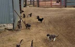 Kittens Come Out of Shed When Owner Calls Them - Animals - VIDEOTIME.COM