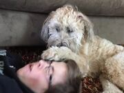 Dog Hits Owner on His Nose When He Stops Petting