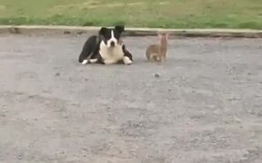 Bunny Playfully Hops Over Dog - Animals - VIDEOTIME.COM