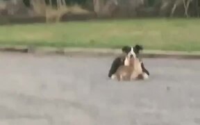 Bunny Playfully Hops Over Dog - Animals - VIDEOTIME.COM