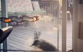 Cat Struggles With Screen Door - Animals - Videotime.com
