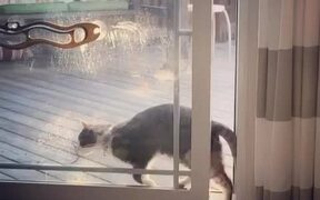 Cat Struggles With Screen Door