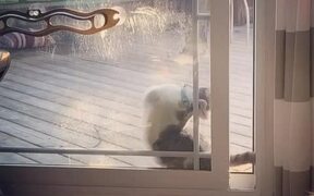 Cat Struggles With Screen Door