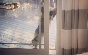 Cat Struggles With Screen Door - Animals - VIDEOTIME.COM