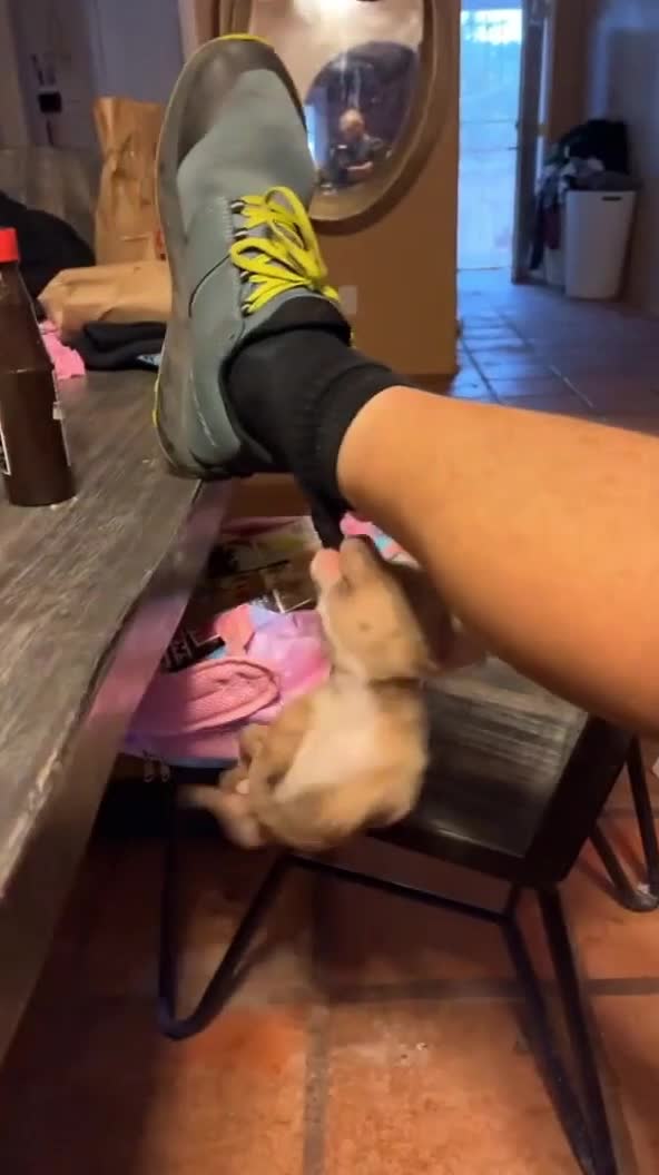 Puppy Swings By Grabbing Owner's Sock