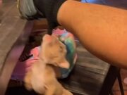 Puppy Swings By Grabbing Owner's Sock