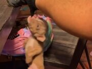 Puppy Swings By Grabbing Owner's Sock - Animals - Y8.COM
