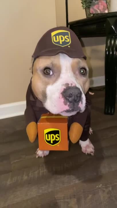 Owner Makes Dog Wear Delivery Guy's Costume Video - Watch at 