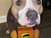 Owner Makes Dog Wear Delivery Guy's Costume
