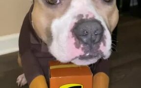Owner Makes Dog Wear Delivery Guy's Costume - Animals - VIDEOTIME.COM