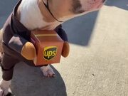 Owner Makes Dog Wear Delivery Guy's Costume