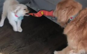 Golden Retriever Drags Puppy Along With Collar - Animals - VIDEOTIME.COM