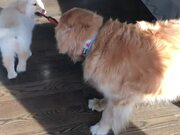 Golden Retriever Drags Puppy Along With Collar