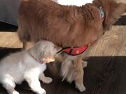 Golden Retriever Drags Puppy Along With Collar