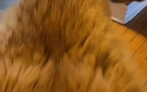 Owner Entices A Cat With Treat Bag To Come Inside - Animals - VIDEOTIME.COM