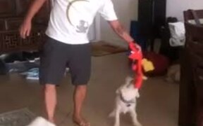 Owner & Dog Accidentally Knock Things Off Table - Animals - VIDEOTIME.COM