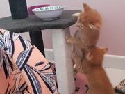 Kittens Play Fight With Each Other to Reach Food